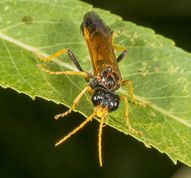 Bladhveps tenthredo campestris